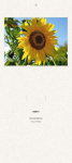 Liturgischer Kalender - Rückwand Sonnenblume 