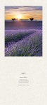 Liturgischer Kalender - Rückwand Lavendelfeld 