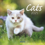 Cats 2025 Broschürenkalender 