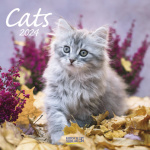 Cats 2024 Broschürenkalender 