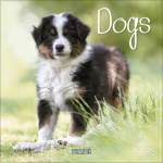 Dogs 2025 Broschürenkalender 