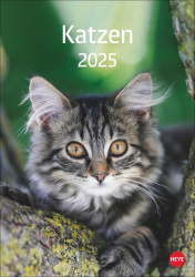 Katzen 2025 